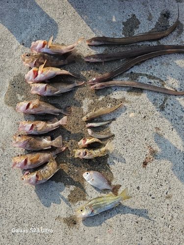 アナゴの釣果