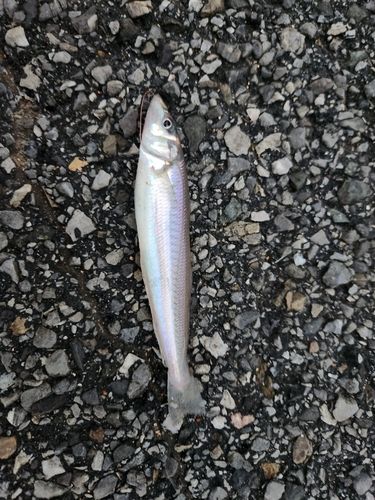キスの釣果