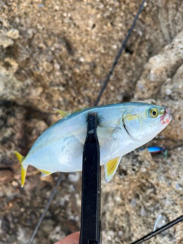 ヤズの釣果