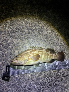 クエの釣果