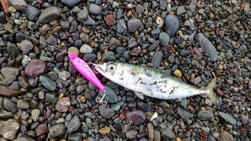 サバの釣果