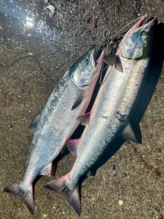 シロザケの釣果