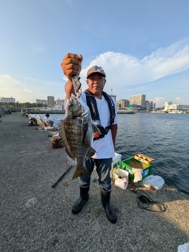 チヌの釣果