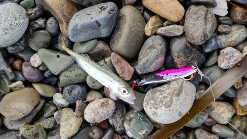 サバの釣果
