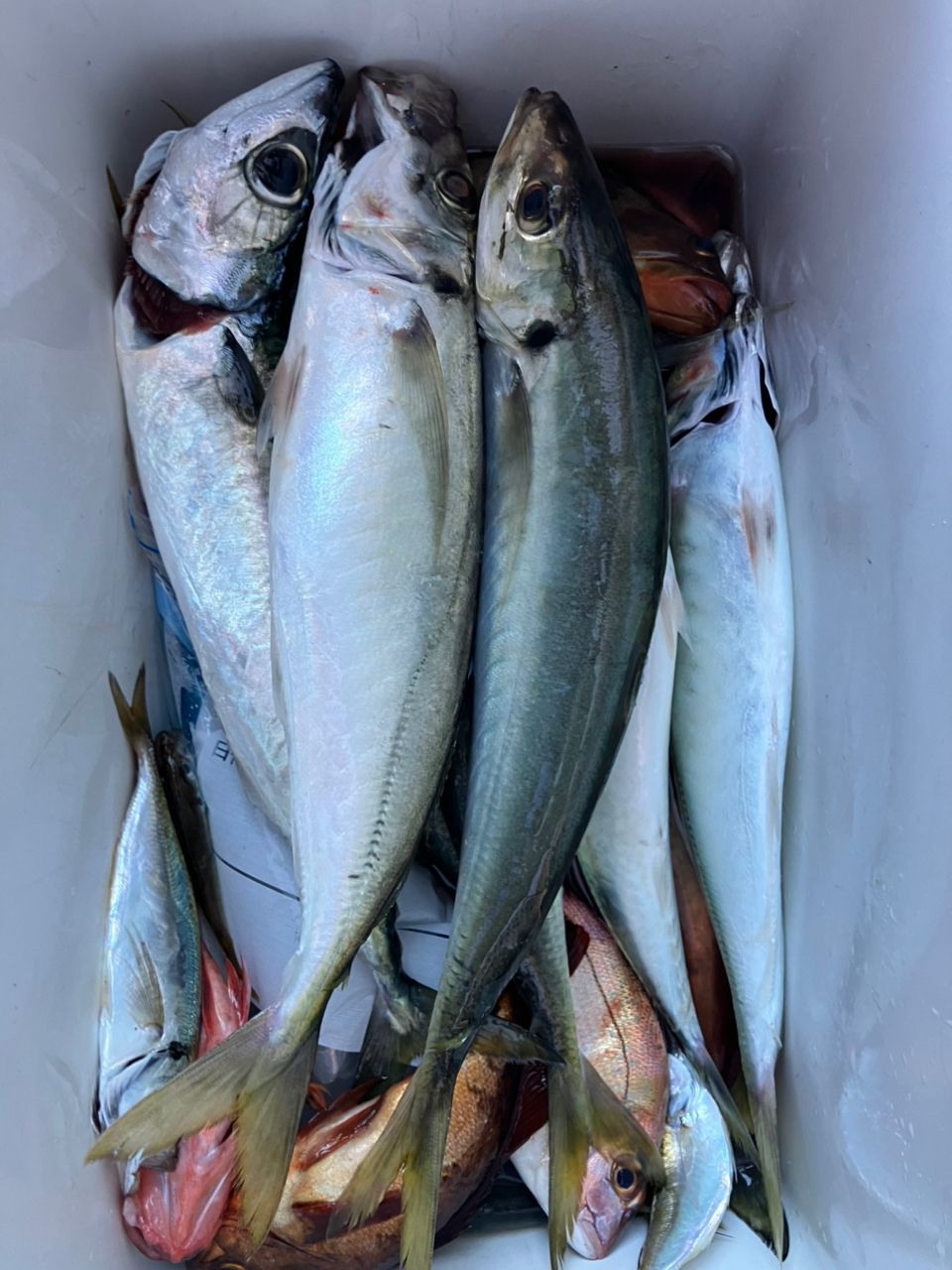 好正さんの釣果 1枚目の画像