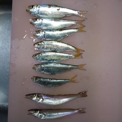 キスの釣果