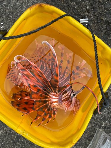 ミノカサゴの釣果