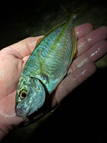 シマアジの釣果