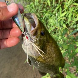 スモールマウスバス