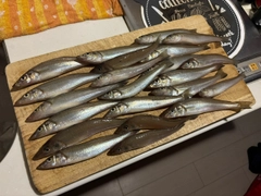 キスの釣果