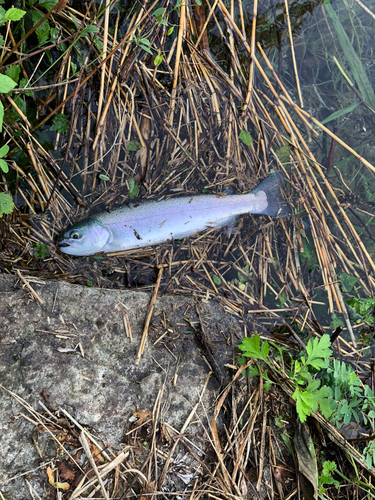 ニジマスの釣果