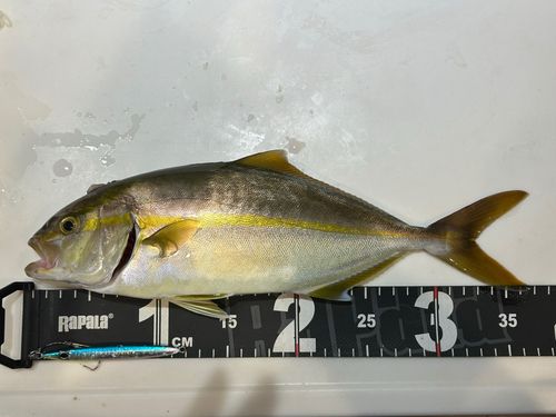シオの釣果