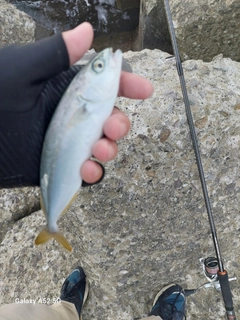釣果