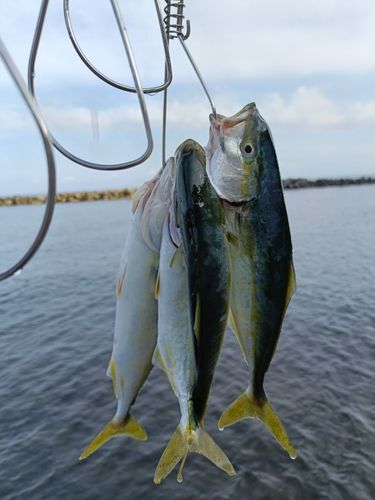 ワカシの釣果