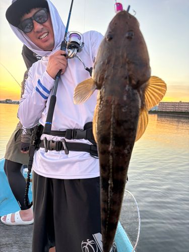 マゴチの釣果