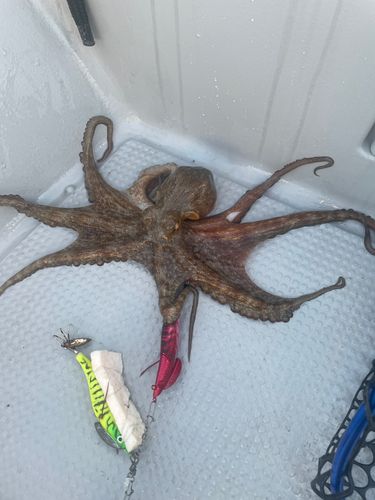 タコの釣果