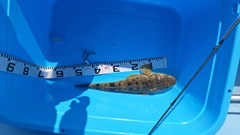 マゴチの釣果