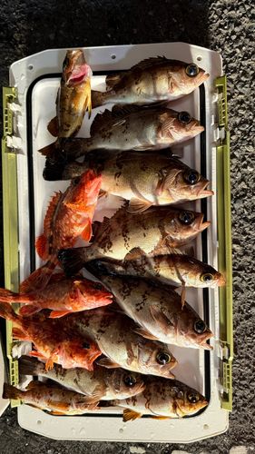 クロメバルの釣果