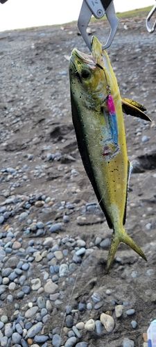 シイラの釣果