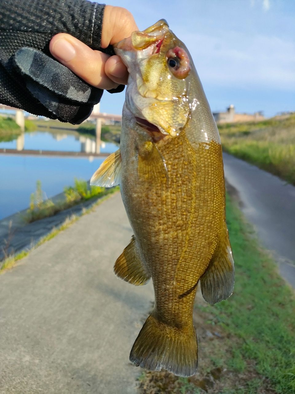 スモールマウスバス