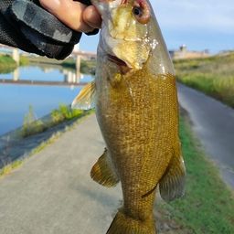 スモールマウスバス