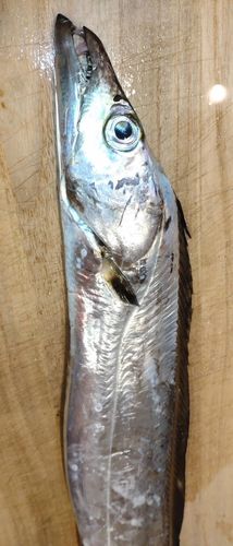 タチウオの釣果
