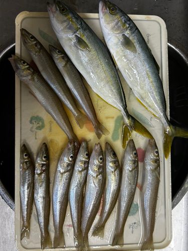 マゴチの釣果