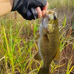 スモールマウスバス