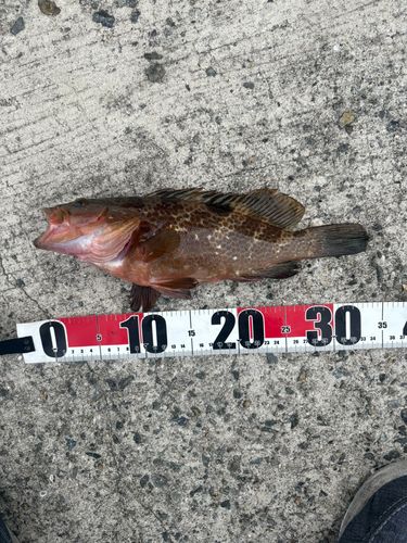 アコウの釣果