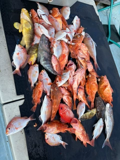 ウッカリカサゴの釣果