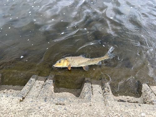 ニゴイの釣果