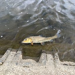 ニゴイ