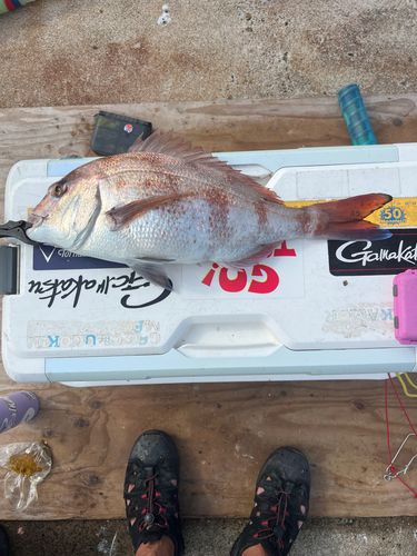 マダイの釣果