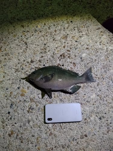 グレの釣果