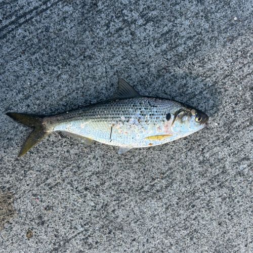 コノシロの釣果