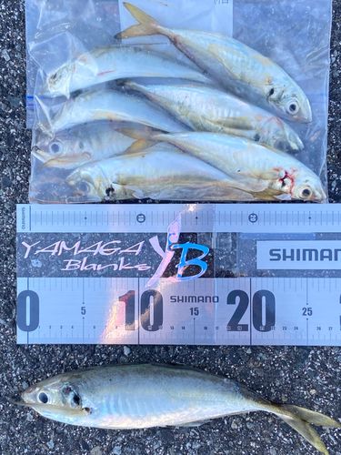 マアジの釣果