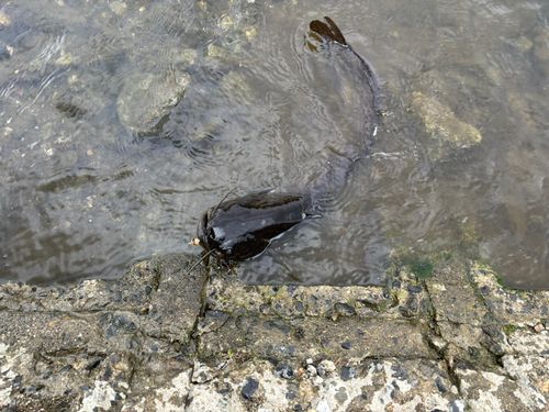 ナマズの釣果
