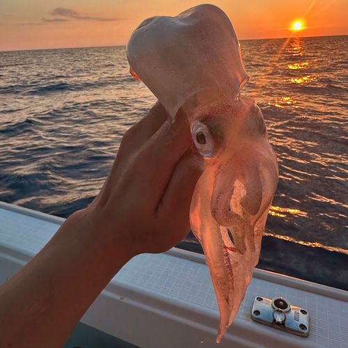 ケンサキイカの釣果