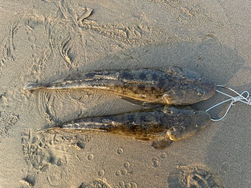 マゴチの釣果