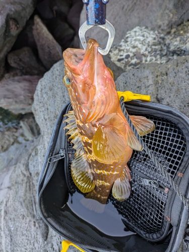 キジハタの釣果
