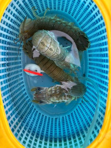 シャコの釣果