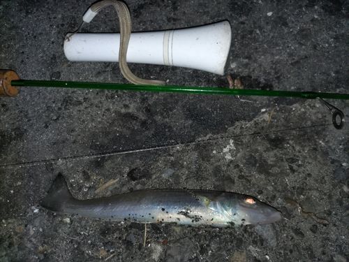 シロギスの釣果