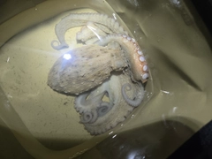 タコの釣果