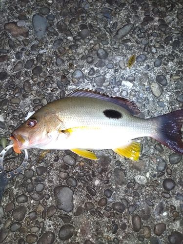 クロホシフエダイの釣果
