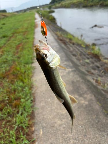ハスの釣果
