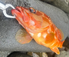 アカハタの釣果