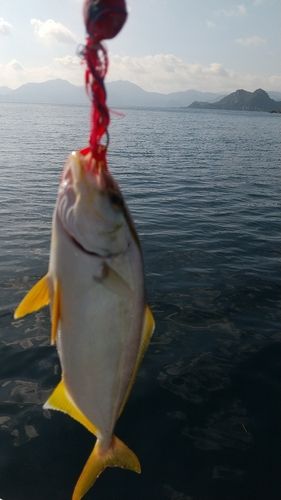 カンパチの釣果