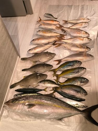 カンパチの釣果