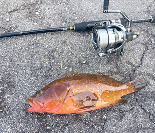 キジハタの釣果