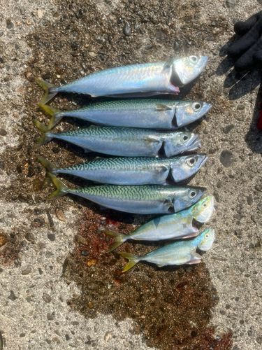 サバの釣果